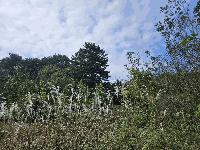 충청남도 당진시 용연동 산199 임야 경매 사진 2
