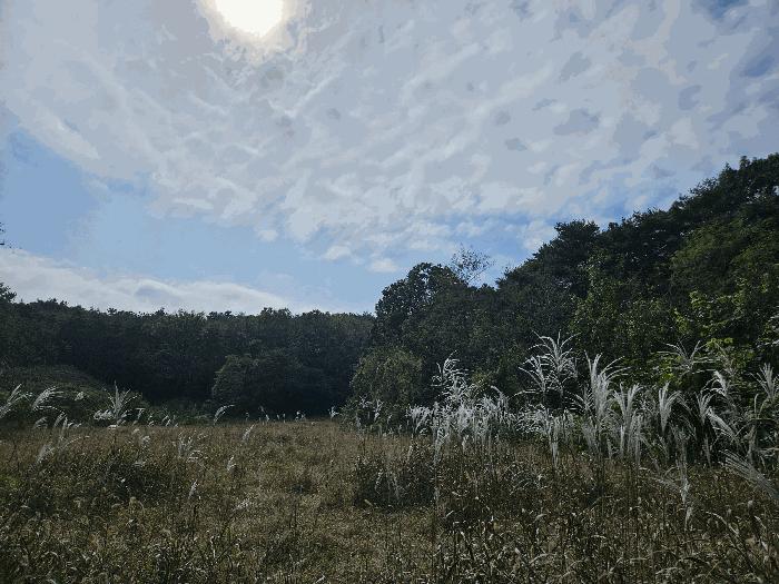 충청남도 당진시 용연동 산199 임야 경매 사진 3