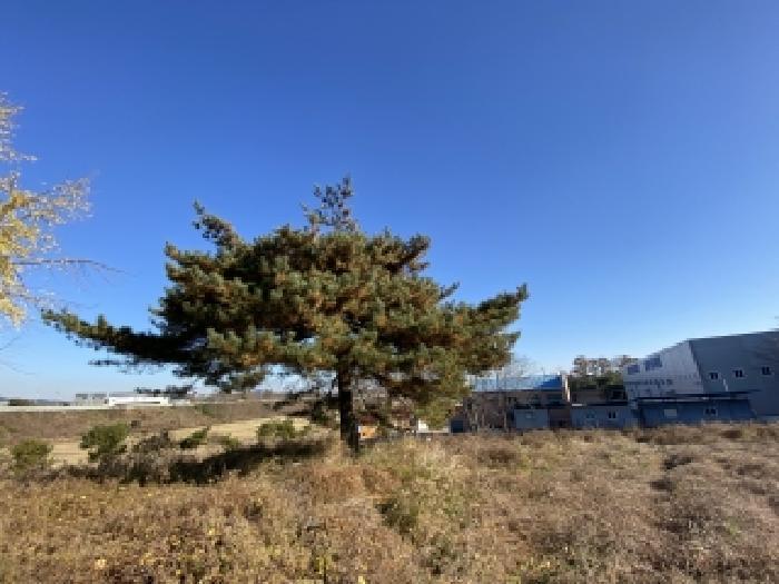 충청남도 당진시 송악읍 전대리 351-2 임야 경매 사진 6