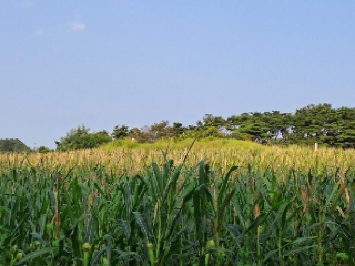 충청남도 당진시 순성면 나산리 111-2 전 경매 사진 10