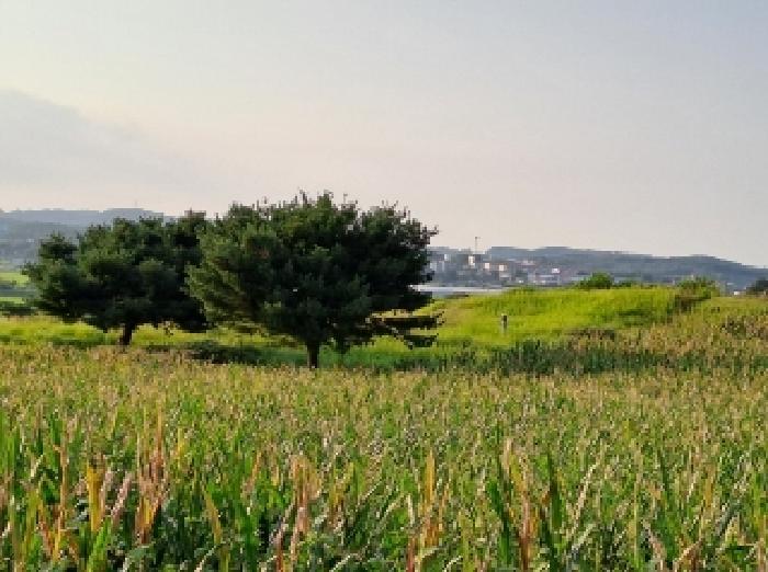 충청남도 당진시 순성면 나산리 111-2 전 경매 사진 14