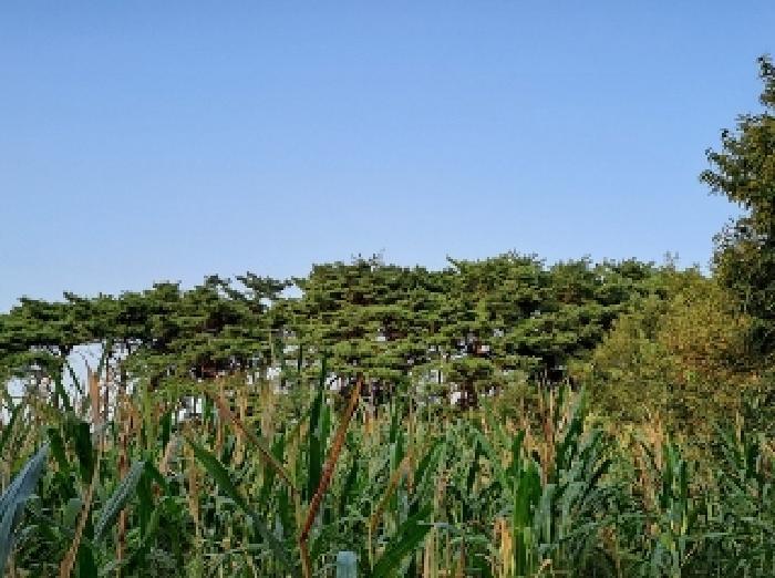 충청남도 당진시 순성면 나산리 111-2 전 경매 사진 16