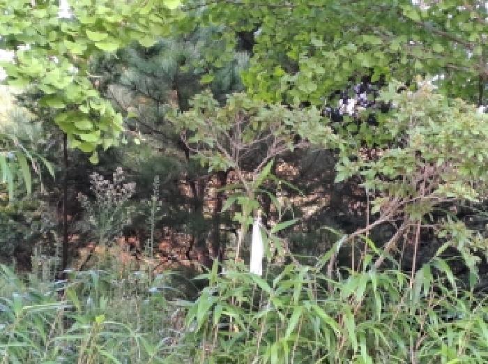 충청남도 당진시 순성면 나산리 111-2 전 경매 사진 20