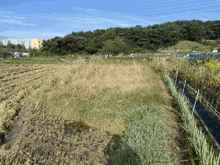 광주광역시 북구 삼각동 209 답 경매 사진 4