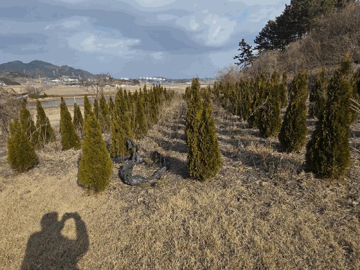 전라남도 영광군 법성면 법성리 1001 전 경매 사진 4
