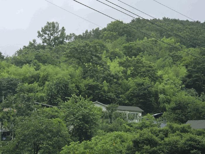 전라남도 화순군 한천면 가암리 산206 임야 경매 사진 6