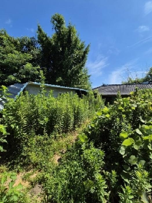 광주광역시 광산구 산정동 336 대지 경매 사진 6