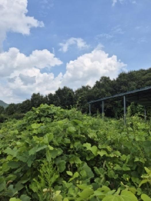 전라남도 화순군 한천면 모산리 753-5 전 경매 사진 13