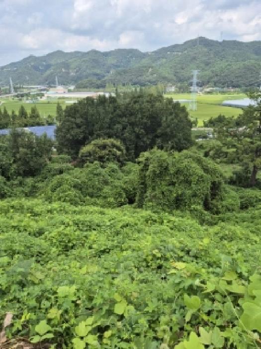 전라남도 화순군 한천면 모산리 753-5 전 경매 사진 19