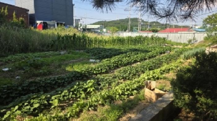 경상북도 김천시 농소면 월곡리 1296-15 답 경매 사진 11