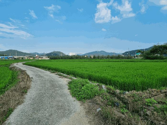 경상북도 구미시 장천면 신장리 308 답 경매 사진 3