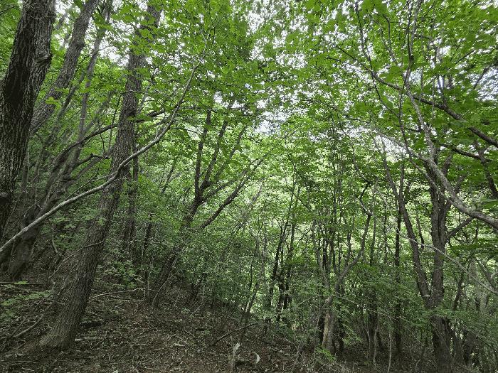 경상북도 김천시 대항면 운수리 산85-1 임야 경매 사진 1