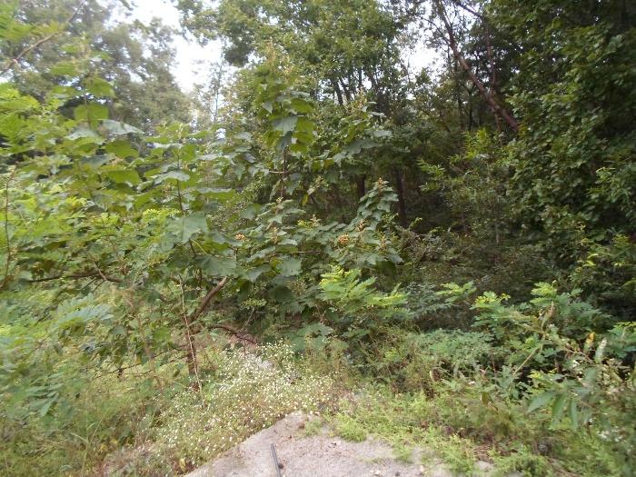 경기도 양평군 양서면 복포리 26-14 임야 경매 사진 12