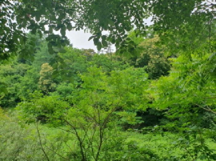 경기도 가평군 조종면 신하리 371 대지 경매 사진 4