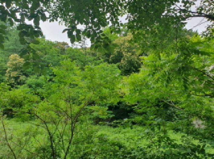 경기도 가평군 조종면 신하리 371 대지 경매 사진 5