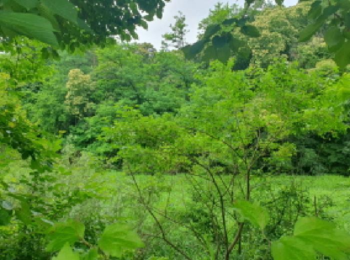 경기도 가평군 조종면 신하리 371 대지 경매 사진 6
