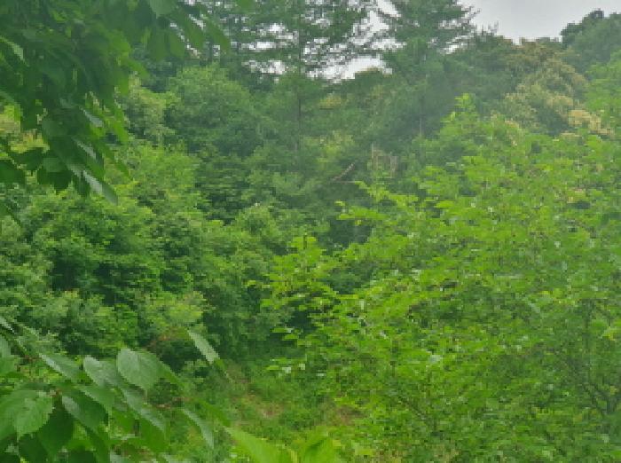 경기도 가평군 조종면 신하리 371 대지 경매 사진 9