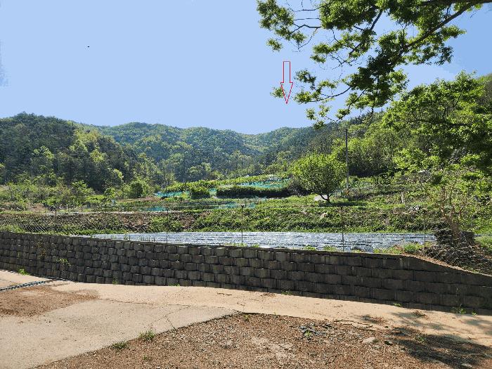 대구광역시 군위군 군위읍 금구리 산40 임야 경매 사진 2