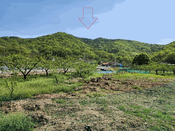 대구광역시 군위군 군위읍 금구리 산40 임야 경매 사진 3