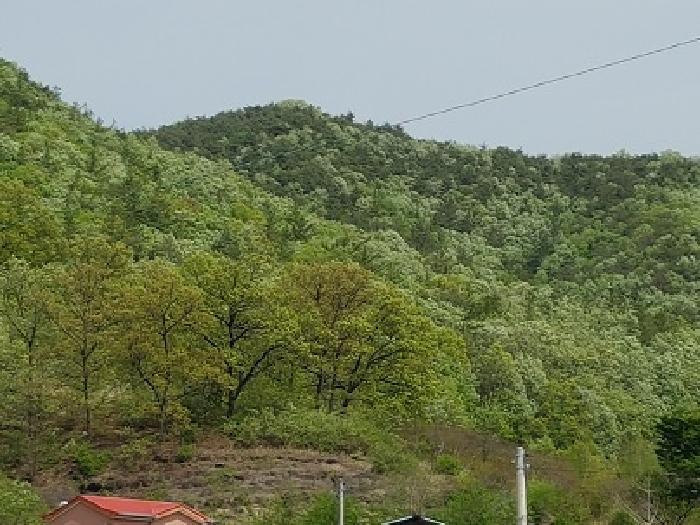 대구광역시 군위군 군위읍 금구리 산40 임야 경매 사진 6