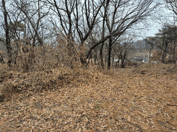 세종특별자치시 장군면 하봉리 산20-50 임야 경매 사진 5