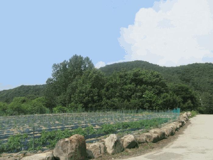 대구 군위군 임야