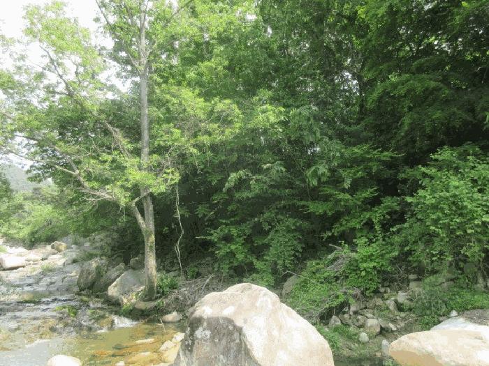 대구광역시 군위군 삼국유사면 화북리 산233-5 임야 경매 사진 6