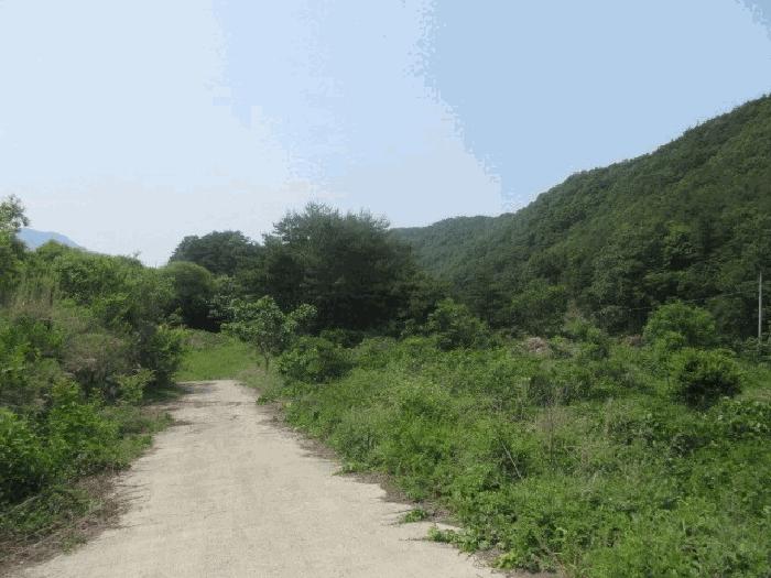 대구광역시 군위군 삼국유사면 화북리 산233-5 임야 경매 사진 8