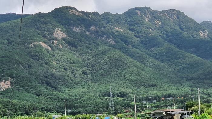 전라남도 장성군 진원면 율곡리 산2-55 임야 경매 사진 13