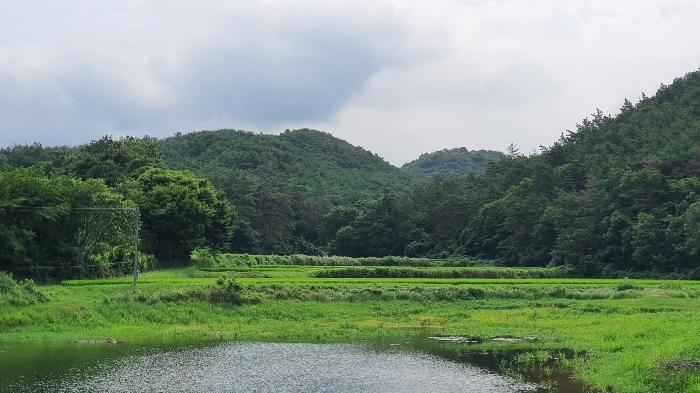 전라남도 장성군 삼계면 부성리 산78-1 임야 경매 사진 11