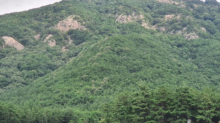 전라남도 장성군 삼계면 부성리 산78-1 임야 경매 사진 14