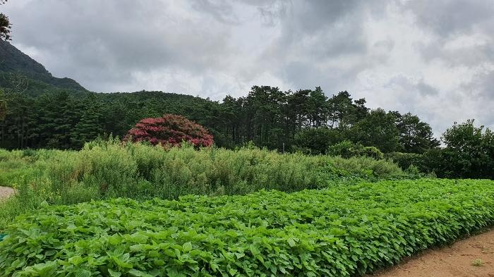 전라남도 장성군 삼계면 부성리 산78-1 임야 경매 사진 16