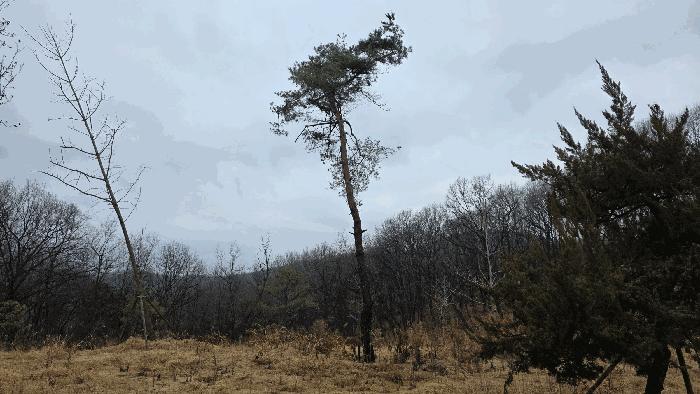 세종특별자치시 연기면 수산리 72-8 임야 경매 사진 3