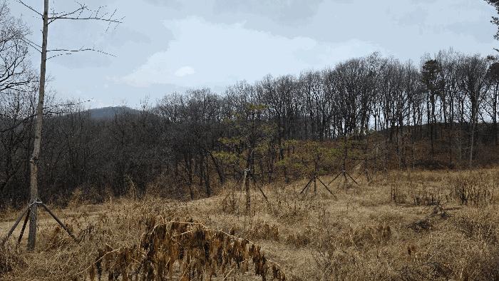 세종특별자치시 연기면 수산리 72-8 임야 경매 사진 7