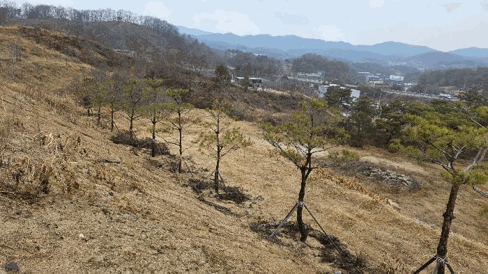 세종특별자치시 연기면 수산리 72-8 임야 경매 사진 8