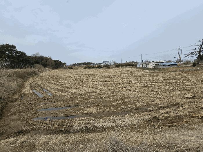 충청남도 당진시 신평면 도성리 206-2 답 경매 사진 11