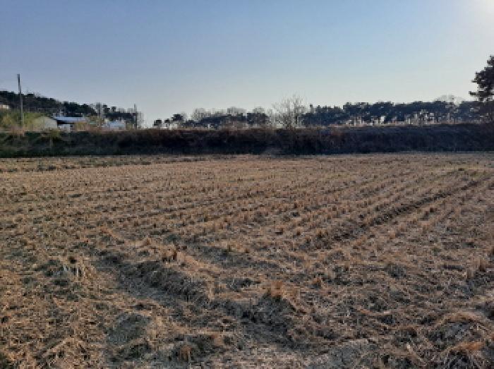 충청남도 당진시 신평면 도성리 206-2 답 경매 사진 20