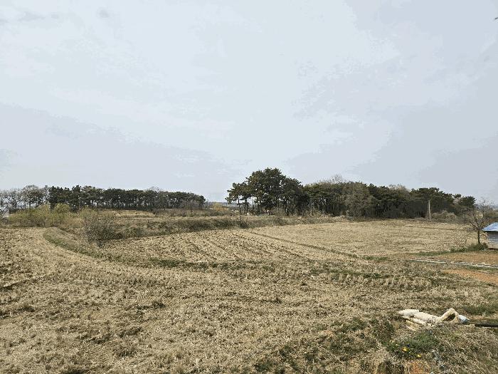 충청남도 당진시 신평면 도성리 206-2 답 경매 사진 6