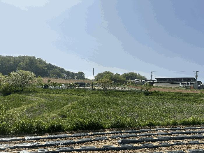 충청남도 당진시 송악읍 금곡리 188 답 경매 사진 1