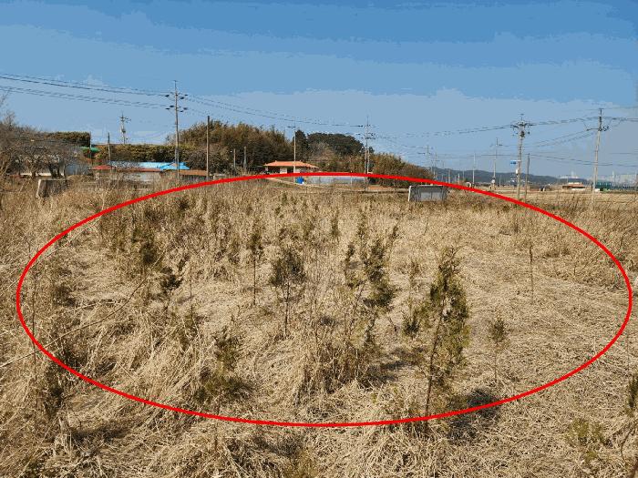 충청남도 태안군 원북면 황촌리 186-10 임야 경매 사진 13
