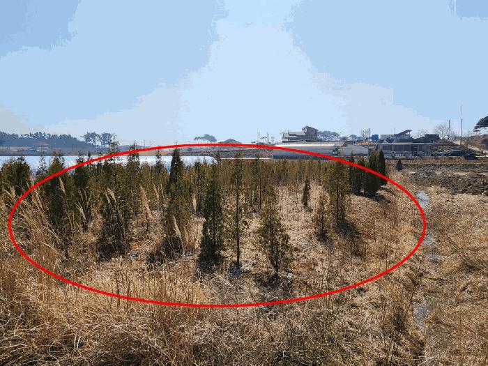 충청남도 태안군 원북면 황촌리 186-10 임야 경매 사진 3