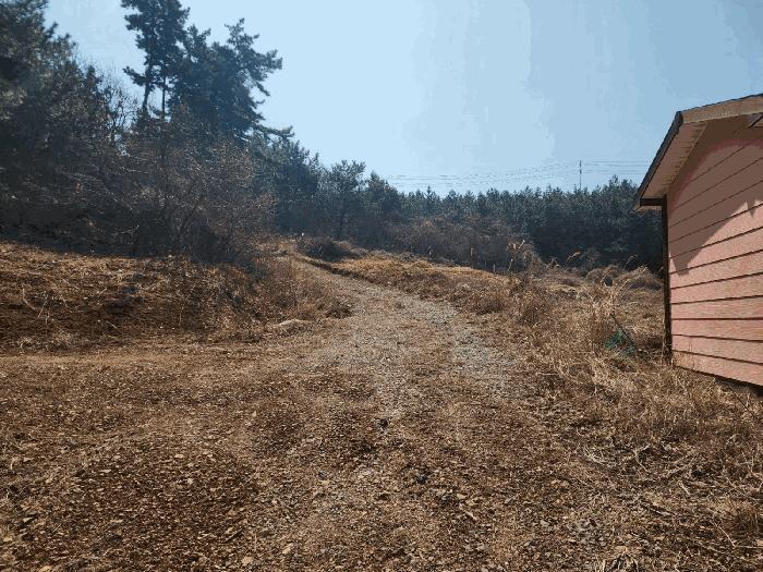 충청남도 태안군 원북면 황촌리 186-10 임야 경매 사진 9