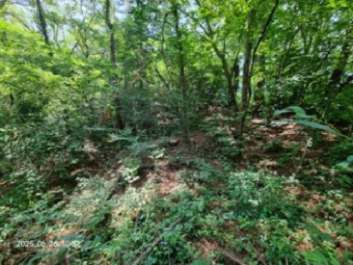 경상남도 창원시 성산구 토월동 산37 임야 경매 사진 6