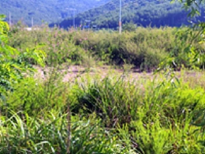 경상남도 창원시 진해구 두동 1504 대지 경매 사진 10