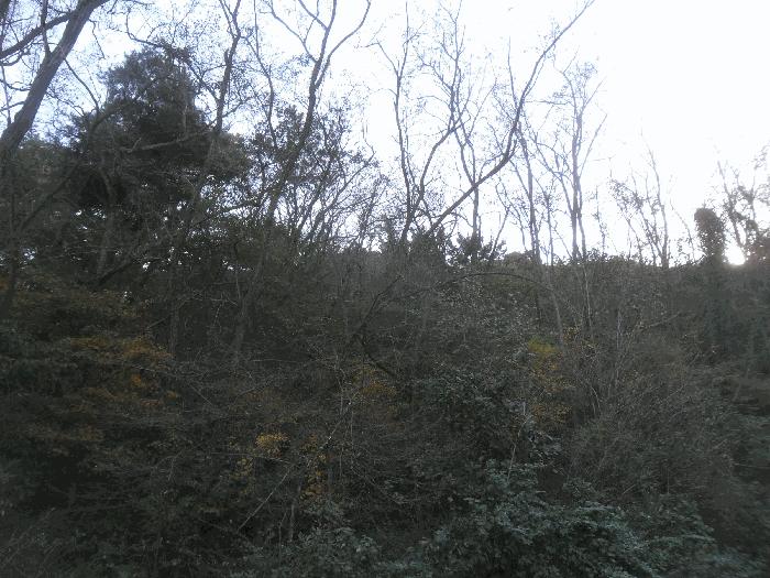 경상남도 창원시 의창구 동읍 봉산리 산136-1 임야 경매 사진 2