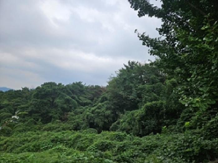 경상남도 창원시 의창구 동읍 봉산리 산136-1 임야 경매 사진 5