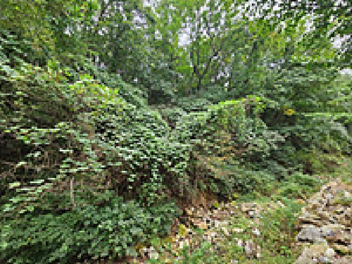 경상남도 창원시 의창구 동읍 봉산리 산136-1 임야 경매 사진 6