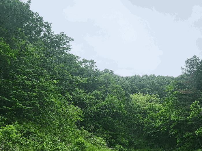 경기도 가평군 가평읍 산유리 산188-3 임야 경매 사진 2