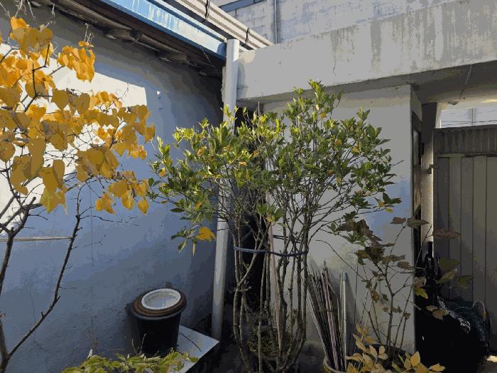 대구광역시 서구 비산동 274-22 대지 경매 사진 8