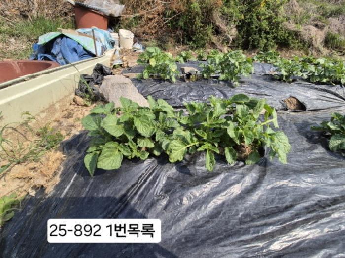 부산광역시 사상구 주례동 산37-2 임야 경매 사진 6